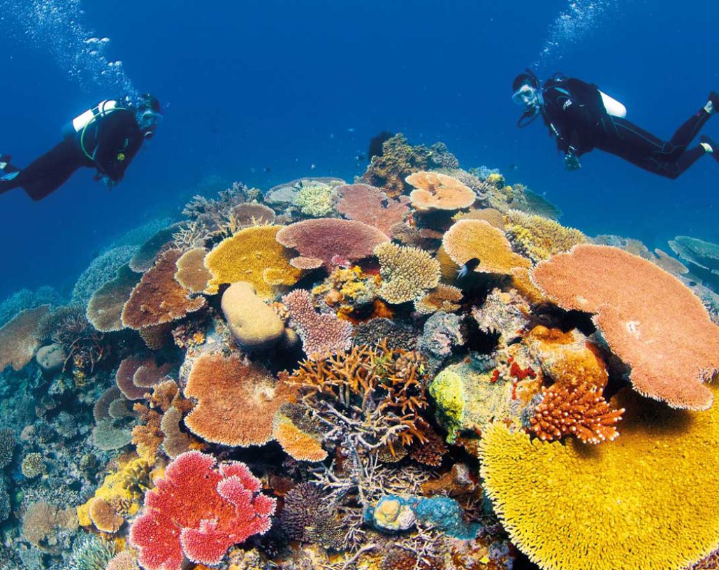 reef-1.jpg